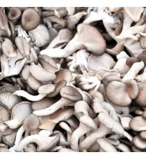 Oyster mushrooms 1lb